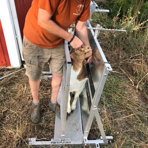 SQ2000 Sheep & Goat Squeeze Chute - Image 2