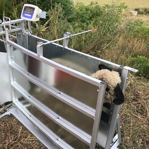 SQ2000 Sheep & Goat Squeeze Chute