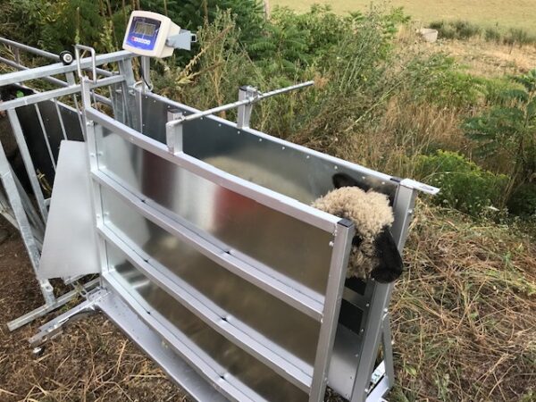 SQ2000 Sheep & Goat Squeeze Chute