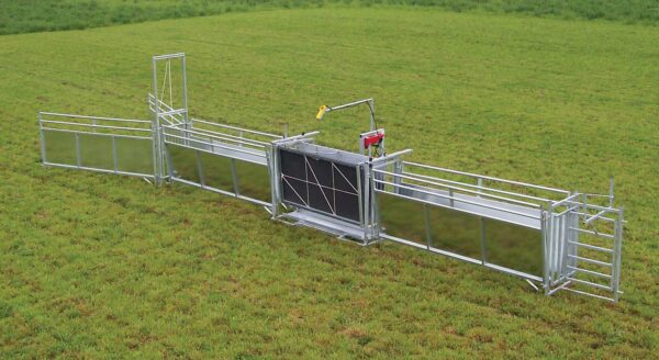 Sheep Livestock Handling System D