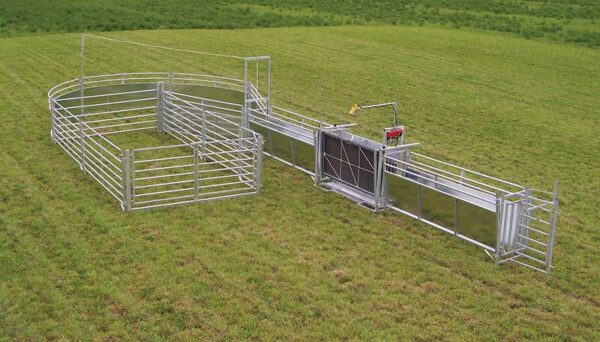 Sheep Livestock Handling System E