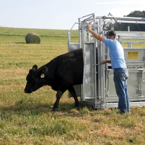MC90 Cattle Chute - Image 7
