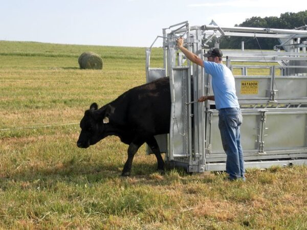 MC90 Cattle Chute - Image 7